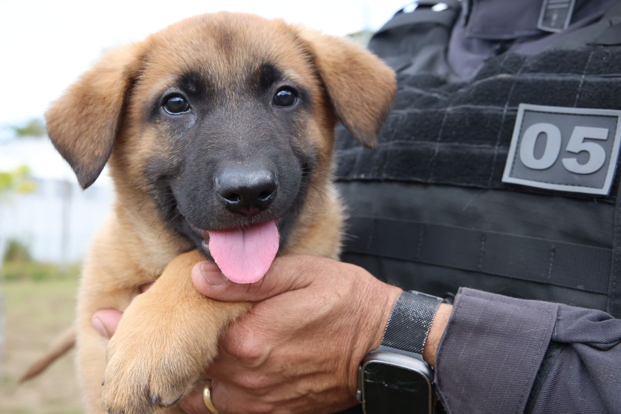 Ajude a escolher os nomes dos cãezinhos do GOC que vão atuar em Belo Horizonte